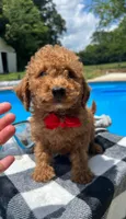 Red bow, a male Miniature Goldendoodle for sale in Germantown, MD – 2 of 2