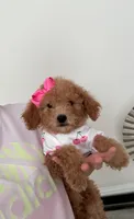 Purple Bow, a female Miniature Goldendoodle for sale in Germantown, MD – 3 of 3