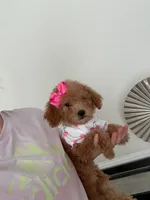 Purple Bow, a female Miniature Goldendoodle for sale in Germantown, MD – 2 of 3