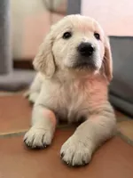 Goldy , a female Golden Retriever for sale in Florence, CO – Photo 1 of 6