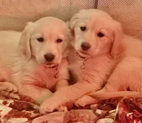 Goldy , a female Golden Retriever for sale in Florence, CO – Photo 4 of 6
