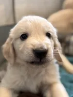 Goldy , a female Golden Retriever for sale in Florence, CO – Photo 2 of 6