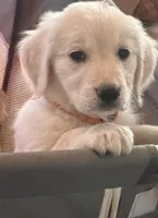 Goldy , a female Golden Retriever for sale in Florence, CO – Photo 5 of 6