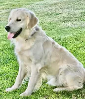 Goldy , a female Golden Retriever for sale in Florence, CO – Photo 3 of 6
