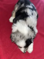 Aspen, a female Australian Shepherd for sale in Farmington, MN – Photo 6 of 7