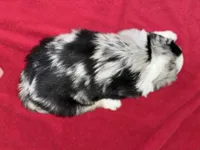 Aspen, a female Australian Shepherd for sale in Farmington, MN – Photo 4 of 7