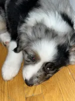 Aspen, a female Australian Shepherd for sale in Farmington, MN – Photo 7 of 7