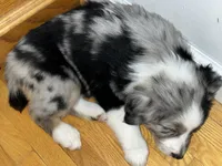 Aspen, a female Australian Shepherd for sale in Farmington, MN – Photo 3 of 7