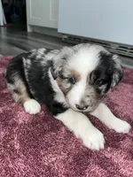 Aspen, a female Australian Shepherd for sale in Farmington, MN – Photo 5 of 7