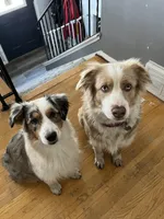 Daisy, a female Australian Shepherd for sale in Farmington, MN – Photo 4 of 5