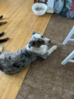 Daisy, a female Australian Shepherd for sale in Farmington, MN – Photo 2 of 5