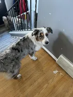 Daisy, a female Australian Shepherd for sale in Farmington, MN – Photo 3 of 5