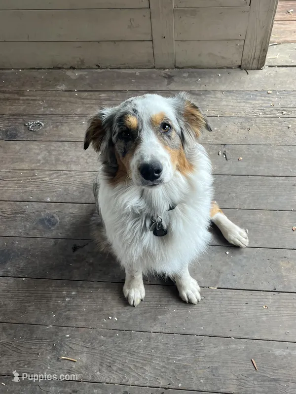 Daisy, a female Australian Shepherd for sale in Farmington, MN – Photo 1 of 5