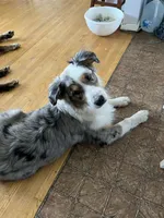 Daisy, a female Australian Shepherd for sale in Farmington, MN – Photo 5 of 5