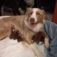 Mealla, a female Australian Shepherd for sale in Farmington, MN – Photo 2 of 3