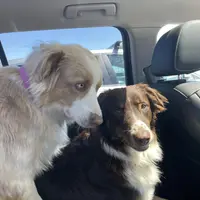 Mealla, a female Australian Shepherd for sale in Farmington, MN – Photo 3 of 3