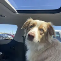 Mealla, a female Australian Shepherd for sale in Farmington, MN – Photo 1 of 3