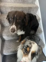 Daisy, a female Australian Shepherd for sale in Farmington, MN – Photo 1 of 2