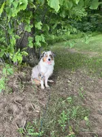 Daisy, a female Australian Shepherd for sale in Farmington, MN – Photo 2 of 2
