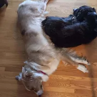 Rocky, a male Australian Shepherd for sale in Farmington, MN – Photo 4 of 4