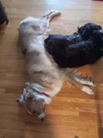 Rocky, a male Australian Shepherd for sale in Farmington, MN – Photo 4 of 4