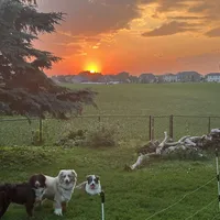 Rocky, a male Australian Shepherd for sale in Farmington, MN – Photo 2 of 4