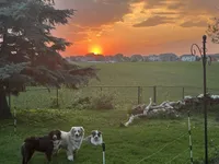 Rocky, a male Australian Shepherd for sale in Farmington, MN – Photo 2 of 4