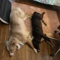 Rocky, a male Australian Shepherd for sale in Farmington, MN – Photo 3 of 4