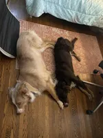 Rocky, a male Australian Shepherd for sale in Farmington, MN – Photo 3 of 4