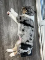 Willow, a female Australian Shepherd for sale in Farmington, MN – Photo 7 of 7