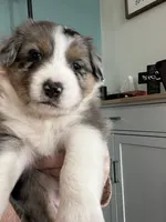 Willow, a female Australian Shepherd for sale in Farmington, MN – Photo 3 of 7