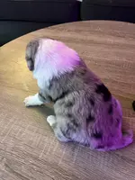 Willow, a female Australian Shepherd for sale in Farmington, MN – Photo 4 of 7