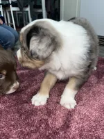 Willow, a female Australian Shepherd for sale in Farmington, MN – Photo 5 of 7