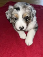 Willow, a female Australian Shepherd for sale in Farmington, MN – Photo 2 of 7