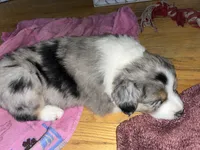 Willow, a female Australian Shepherd for sale in Farmington, MN – Photo 6 of 7