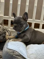 Louie , a male French Bulldog for sale in Syracuse, NY – 3 of 10