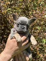 Alicia Fluffy Carrier AKC, a female French Bulldog for sale in Syracuse, NY – 3 of 9