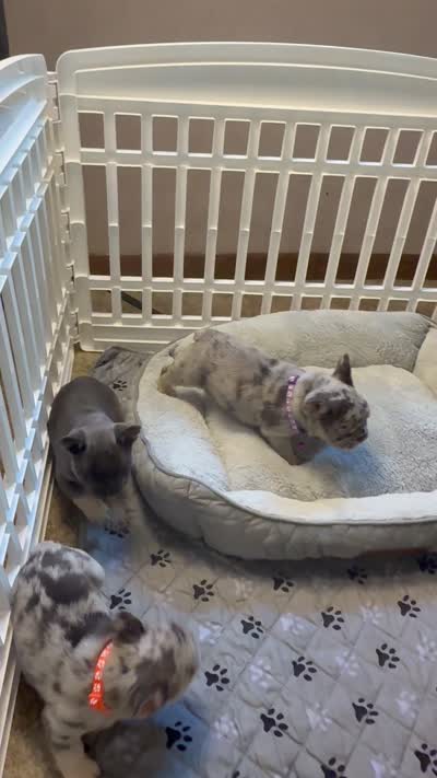 Diesel , a male French Bulldog for sale in Syracuse, NY – 9 of 10
