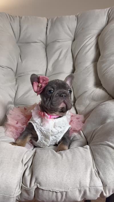 Angel Big Rope AKC fluffy carrier, a female French Bulldog for sale in Syracuse, NY – 10 of 10