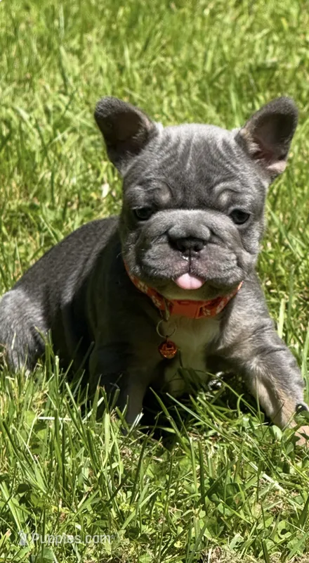 Angel Big Rope AKC fluffy carrier – French Bulldog puppy for sale in Syracuse, NY
