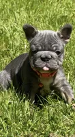 Angel Big Rope AKC fluffy carrier, a female French Bulldog for sale in Syracuse, NY – 1 of 10