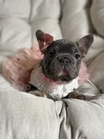 Angel Big Rope AKC fluffy carrier, a female French Bulldog for sale in Syracuse, NY – 7 of 10