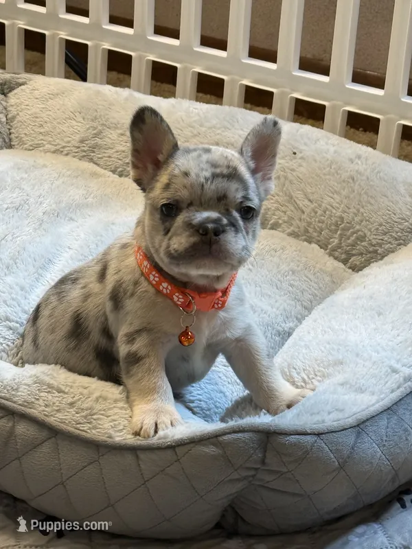 Princess – French Bulldog puppy for sale in Syracuse, NY