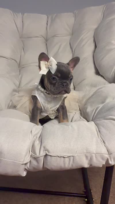 Alicia Fluffy Carrier AKC, a female French Bulldog for sale in Syracuse, NY – 10 of 10