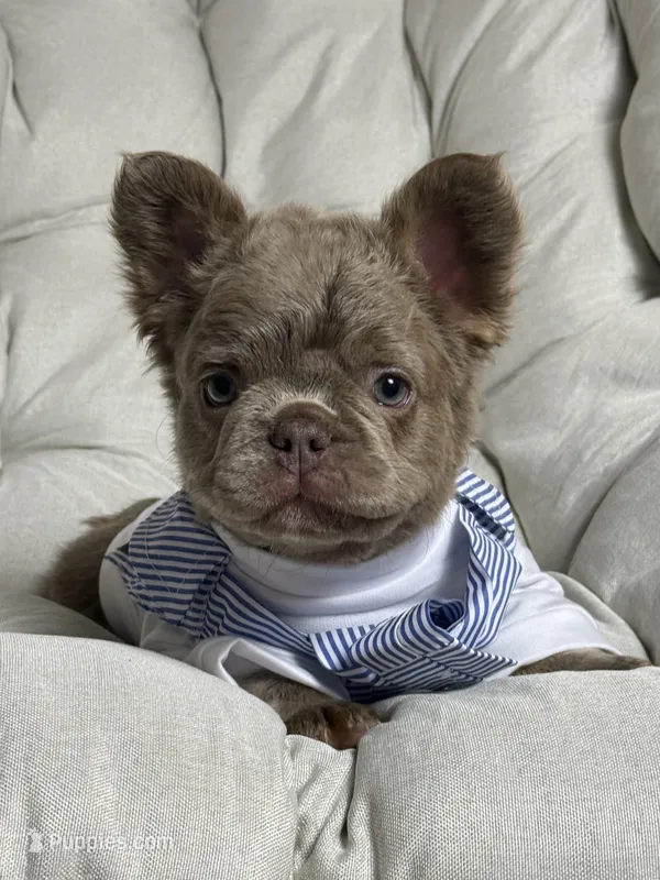 Teddy Bear Fluffy Isabella AKC – French Bulldog puppy for sale in Syracuse, NY