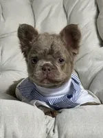 Teddy Bear Fluffy Isabella AKC, a male French Bulldog for sale in Syracuse, NY – 1 of 10