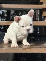 Armani Big Rope, a male French Bulldog for sale in Syracuse, NY – Photo 7 of 10