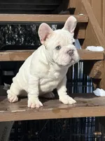 Armani Big Rope, a male French Bulldog for sale in Syracuse, NY – Photo 3 of 10