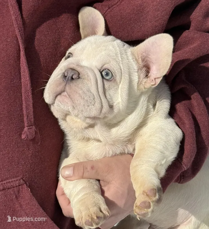 Armani Big Rope – French Bulldog puppy for sale in Syracuse, NY