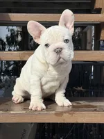 Armani Big Rope, a male French Bulldog for sale in Syracuse, NY – Photo 8 of 10